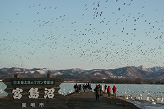 宮島沼
